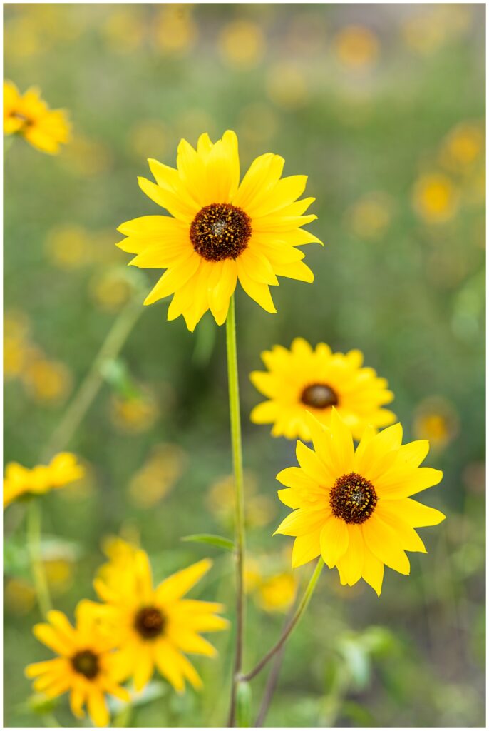 Limited 2024 sunflower sessions will be available with Bayley Jordan Photography at sunset at the sweetest farm in the valley. Sign-up to be the first to know available session times.